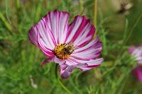 Macro Folie #9 Macro Folie #9