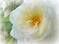 Macro Folie #9 Macro Folie #9