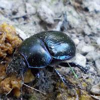 Macro Folie #9 Macro Folie #9