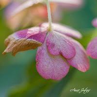 Macro Folie #9 Macro Folie #9