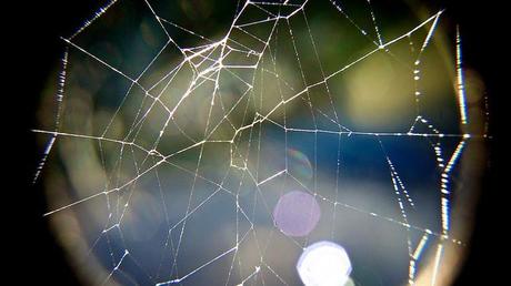 Macro Folie #9 anteketborka.blogspot.com, toile4