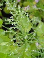 Macro Folie #9 Macro Folie #9