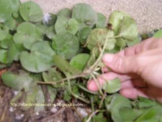 Comment se retrouver avec des violettes de partout !