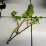 Déco-Jardin : Le bouturage : bouturer un hortensia grimpant