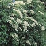 Déco-Jardin : Le bouturage : bouturer un hortensia grimpant