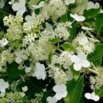 Déco-Jardin : Le bouturage : bouturer un hortensia grimpant