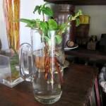 Déco-Jardin : Le bouturage : bouturer un hortensia grimpant