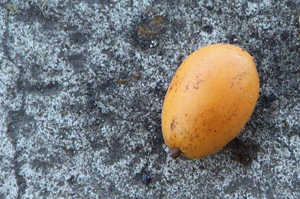 Le parfum du mombin ! mais Spondias mombin est bien plus que celà !