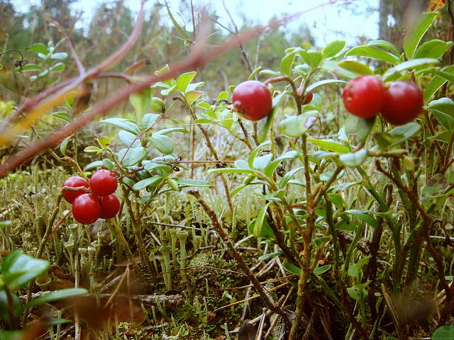 cranberry, latvian woods