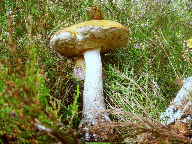 Latvian woods, mushroom hunting