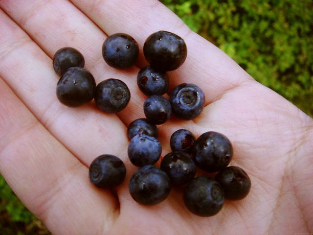 blackberry, latvian woods