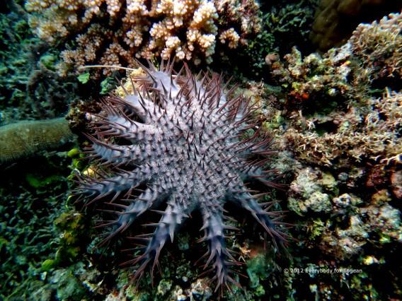 Etoile de mer « couronne d’épines » ou Acanthaster planci (îles Togian, Sulawesi Centre, Indonésie)