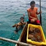 Septembre 2012 : La pêche a été bonne, 185 couronnes d'épines ramassées ce jour-là (îles Togian, Sulawesi Centre, Indonésie)