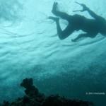 Epo scrute le récif, pince à la main (Tomken, îles Togian, Sulawesi Centre, Indonésie)