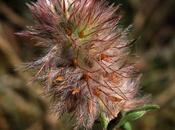 bord chemin (17) Trèfle, Origan, Réséda Thym