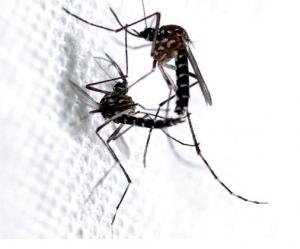 CHIKUNGUNYA: La technique du moustique stérile pour leurrer des femelles infidèles – IRD-PLoS ONE
