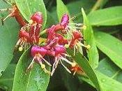 Marcottage d'un Chevrefeuille