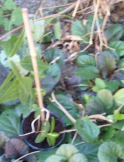 Marcottage d'un Chevrefeuille