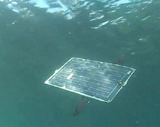 Mola, un poisson-robot solaire
