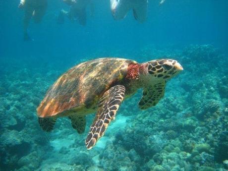 Hawai... un coin de paradis : le monde sous-marin