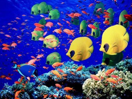 Hawai... un coin de paradis : le monde sous-marin http://felinec31.vip-blog.com/medias/0907/felinec31-vip-blog-com-19526poissons_mer_rouge.jpg