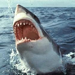 Hawai... un coin de paradis : le monde sous-marin Hawai... un coin de paradis : le monde sous-marin