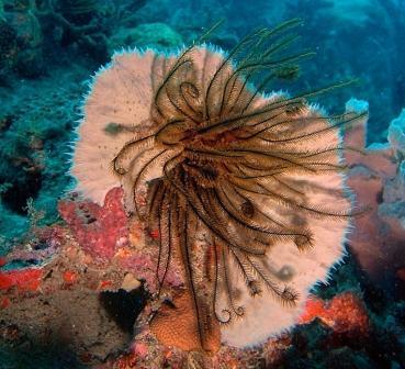Hawai... un coin de paradis : le monde sous-marin Hawai... un coin de paradis : le monde sous-marin