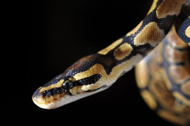 Chez certains serpents, le mâle est en option