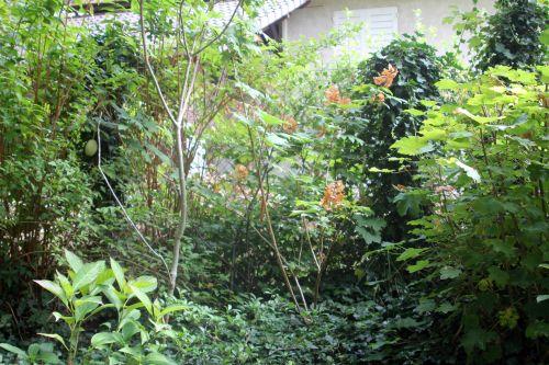 hydrangea 1 veneux 14 sept 2012 004.jpg