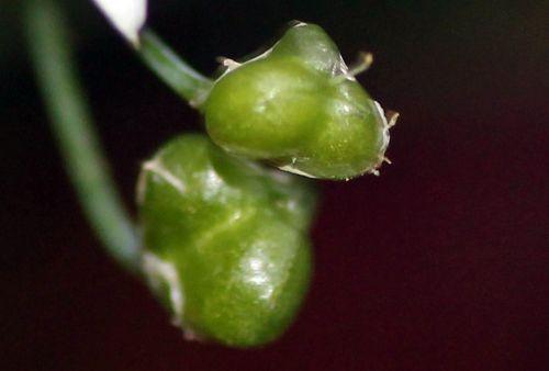 allium odorum fr veneux 14 sept 2012 033.jpg
