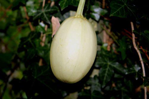 courge spag 16 sept 004.jpg