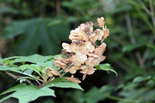 hydrangea 2 veneux 14 sept 2012 018.jpg