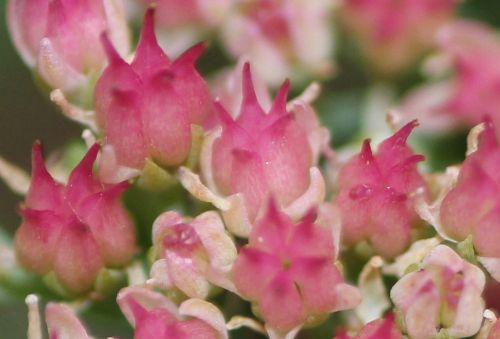 sedum 4 rec veneux 14 sept 2012 026.jpg