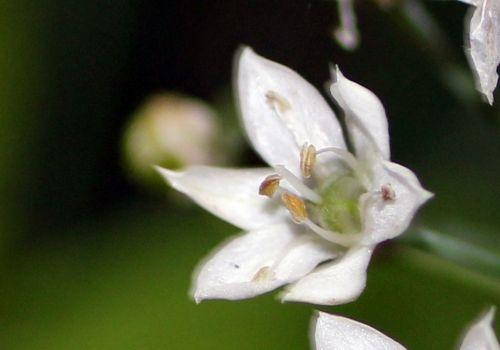 allium odorum fleur veneux 14 sept 2012 033.jpg