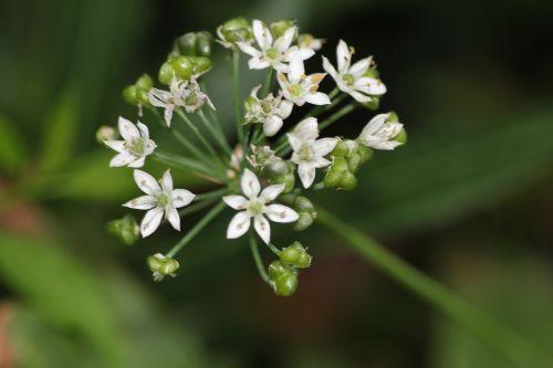 allium odorum 1 veneux 14 sept 2012 033.jpg