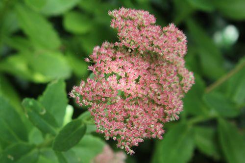 sedum 1 veneux 14 sept 2012 008.jpg