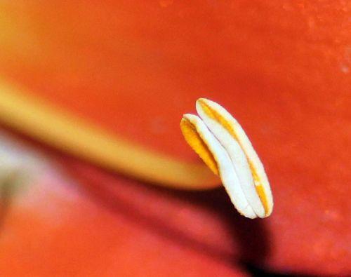 clivia 3 veneux 14 sept 2012 044.jpg