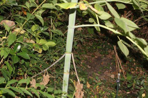 dahlia 3 veneux 14 sept 2012 050.jpg