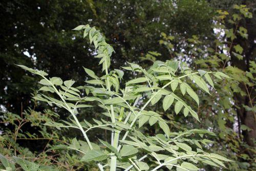 dahlia 5 veneux 14 sept 2012 054.jpg