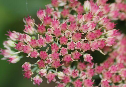 sedum 2 veneux 14 sept 2012 026.jpg