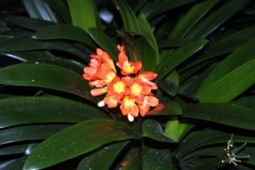 clivia 1 veneux 14 sept 2012 060.jpg