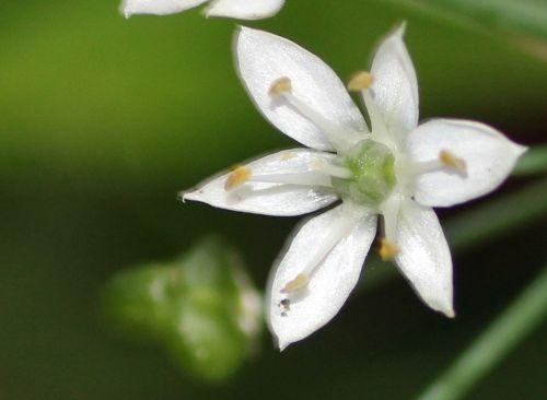 allium odorum fl veneux 14 sept 2012 033.jpg