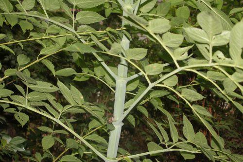 dahlia 4 veneux 14 sept 2012 053.jpg