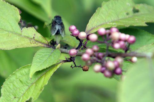callicarpa 1 veneux 14 sept 2012 012.jpg