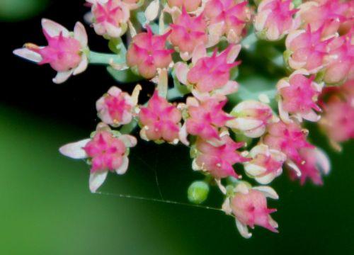 sedum 3 veneux 14 sept 2012 011.jpg