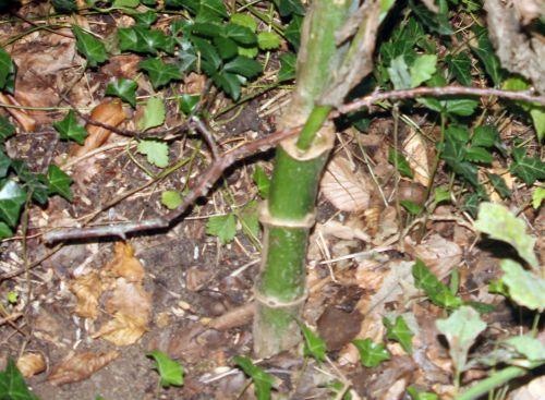 dahlia 2 veneux 14 sept 2012 051.jpg