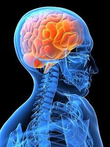 neuromarketing votre cerveau les intéresse, patrick renvoisé, cerveau reptilien, neuromarketing