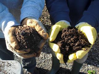 Activateurs de compost : quelles plantes choisir ?