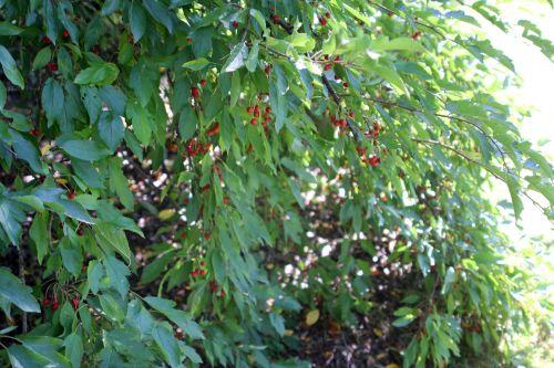 3 malus x zumi gb 16 sept 2012 117.jpg