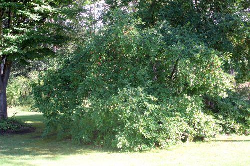 1 malus x zumi gb 16 sept 2012 121.jpg